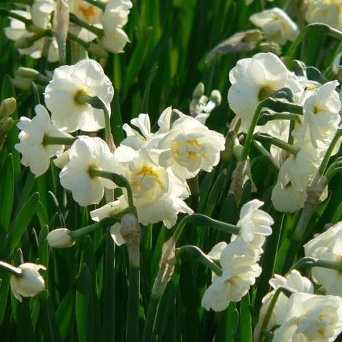 Daffodil Bridal Crown
