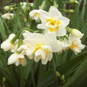 Daffodil Bridal Crown