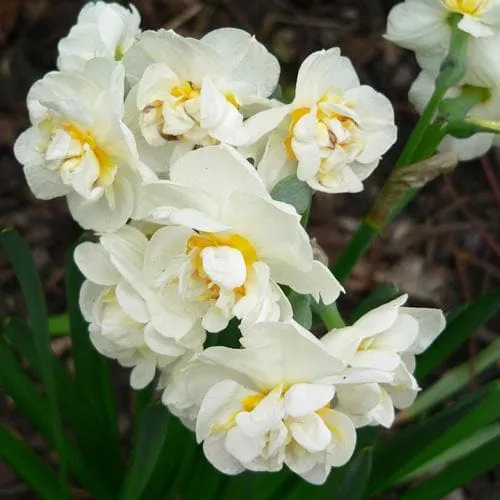 Daffodil Bridal Crown